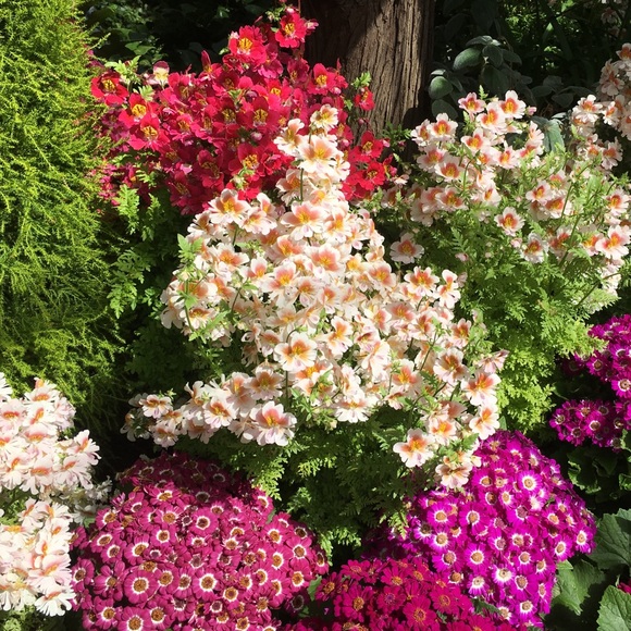 Meet your Posher, Michele - Picture 1 of 1